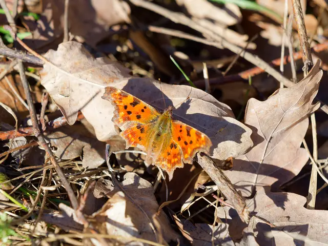 Ein aus seiner Winterstarre erwachter C-Falter wärmt sich am Waldrand bei St.Veit in der Sonne. | Foto: Anton Kroh