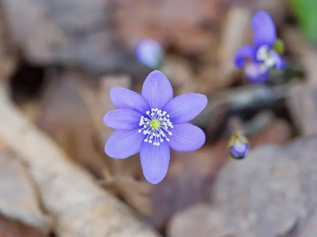 Erste Leberblümchen am Waldrand bei St.Veit | Foto: Anton Kroh