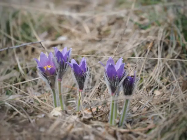 Die ersten Kuhschellen heuer, Waldrand bei Pottenstein. | Foto: Anton Kroh