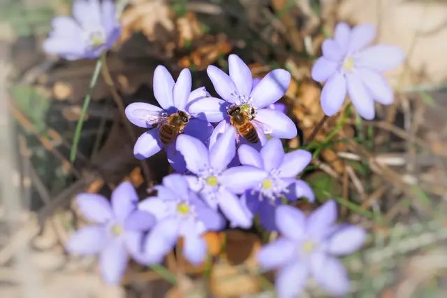 Die Bienen sind schon fleißig unterwegs, hier am Waldrand bei St.Veit. | Foto: Anton Kroh