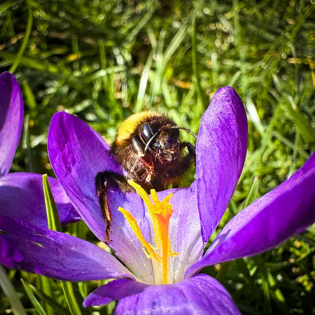 Inmitten des violetten Meeres aus Seide und dem intensiven Gelb der Pollen schien die Zeit für einen Moment stillzustehen. Es war eine lautlose Verabredung zwischen Blume und Hummel – ein Austausch von Leben, der den eigentlichen Beginn des Frühlings markierte.