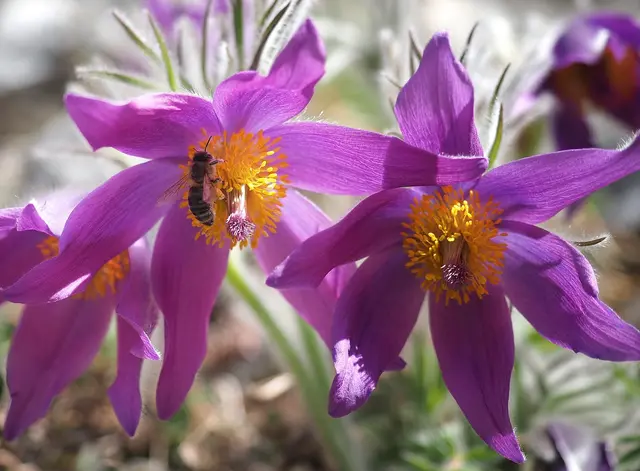 Die Kuhschellen, auch Küchenschellen oder im Volksmund "Gogaloanzn" genannt, blühen heuer besonders prächtig. Das freut besonders auch die Bienen. Jetzt sind Frühlingsblumen aller Art die erste wichtige Nahrungsquelle für die nützlichen Insekten. Die Kuhschelle steht unter Naturschutz.