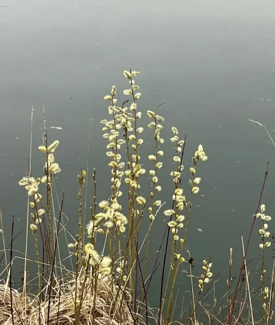 Sal-Weide, auch bekannt als Palmkätzchen. 