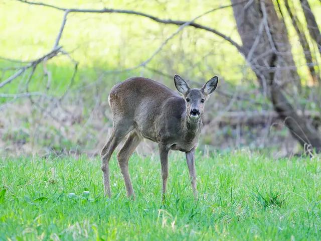... mit einem Reh im Laxenburger Schlosspark. | Foto: Anton Kroh