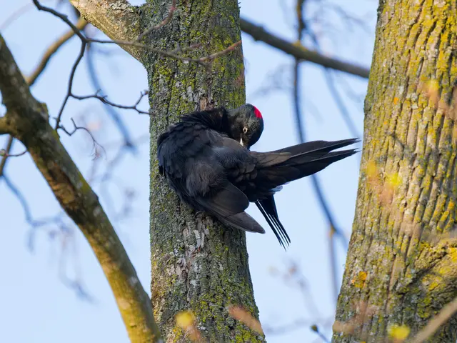 Ein Schwarzspecht - Weibchen pflegt sein Gefieder, entdeckt im Laxenburger Schlosspark. | Foto: Anton Kroh