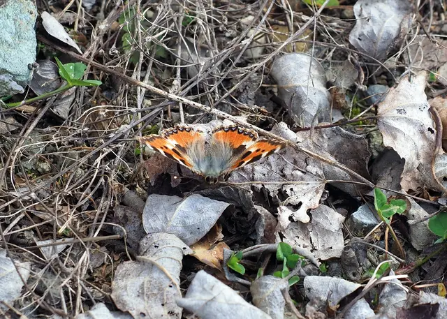 Der Frühling ist angebrochen. Auf den sonnigen Plätzen tummeln sich schon die ersten Schmetterlinge. Man sieht sie oft am Boden beim Sonnenbad. So heizen die kleinen Segelflieger ihre Flugmuskeln auf die notwendige Temperatur auf.