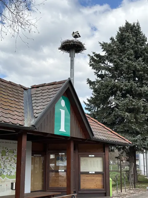 Rund drei Wochen nachdem das Storchennest vor dem Gemeindeamt Eltendorf erneuert wurde, ist auch schon das Storchenpaar in sein neues Zuhauses eingezogen.  | Foto: Elisabeth Kloiber