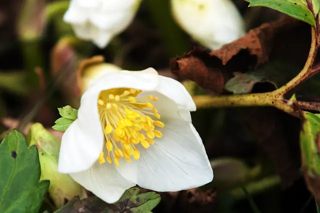 Gestern entdeckte ich in unmittelbarer Nähe unseres Hauses die erste Schneerose als Frühlingsbote. | Foto: © by Ing. Günter Kramarcsik
