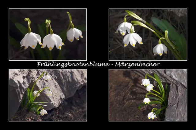 Detailaufnahmen aus Trockenmauerfugen in einer großen Steinmauer an der Tobadiller Landesstraße.  | Foto:  © by Ing. Günter Kramarcsik