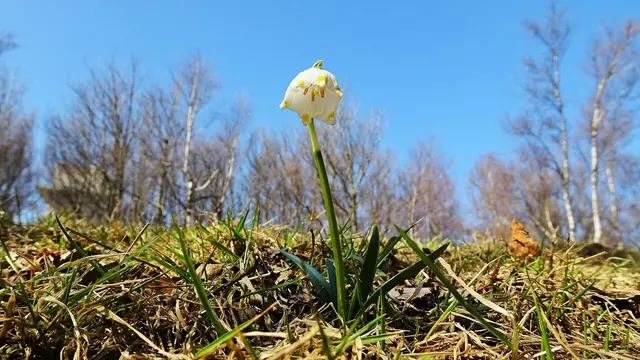 Wunder der Natur: Wildblumen - Frühlingsknotenblumen ... &gt;&gt;&gt; Link zum Beitrag (Bericht und Bilddoku)
 | Foto: ©️Silvia Plischek