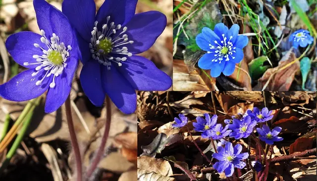 Wunder der Natur: Wildblumen
Das fragile Leberblümchen ... &gt;&gt;&gt; Link zum Bildbericht (Update 2026) | Foto: ©️Silvia Plischek