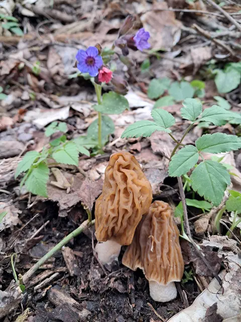 Runzel- oder Böhmische Verpel (Verpa bohemica)