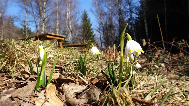 Wunder der Natur: Wildblumen - Frühlingsknotenblumen ... &gt;&gt;&gt; Link zum Beitrag (Bericht und Bilddoku)
 | Foto: ©️Silvia Plischek