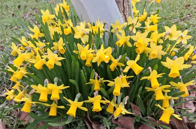 Der Frühling zieht ins Land !