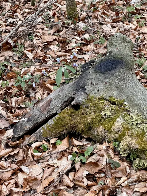 HOLZKOPF MIT BART UND BEULE