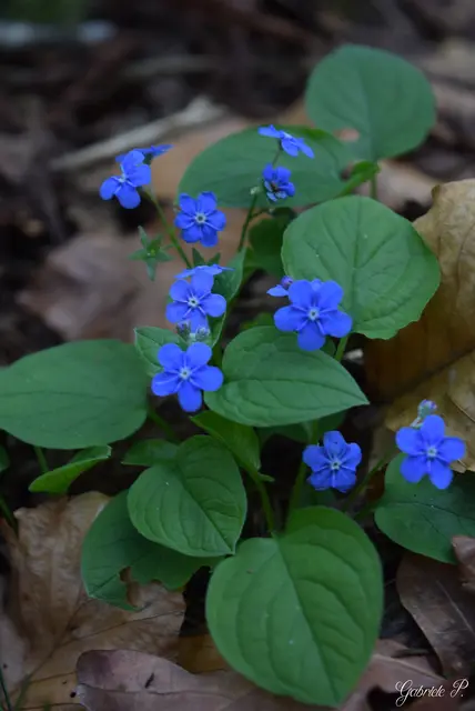 Wünsche euch wunderschöne Ostern mit euren Lieben  | Foto: Gabriele Pröller