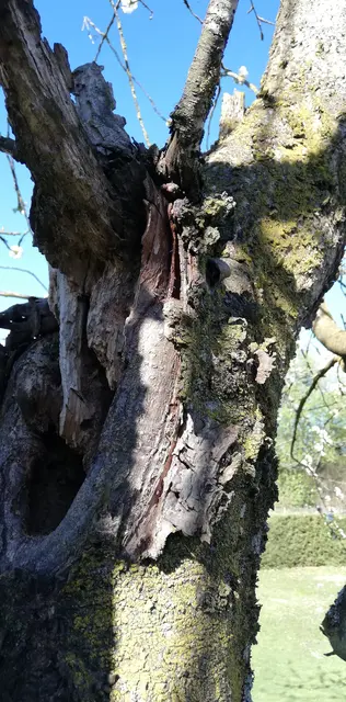 Ein morscher Baum ist ein absterbender oder toter Baum, der durch Pilzbefall, Fäule oder Rindenschäden instabil geworden ist. Er stellt ein erhöhtes Sicherheitsrisiko dar. 