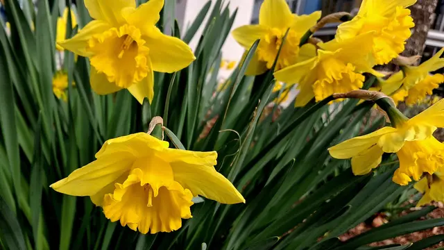 Wie nennt ihr diese Blumen? Ich kenne sie als 'Märzenbecher'. Oft höre ich aber 'Narzissen', was für mich nur die wild in feuchten Wiesen wachsenden weißen Blumen sind, die v.a. in Bad Aussee heiß begehrt sind.


 | Foto: (c) Edith Mair