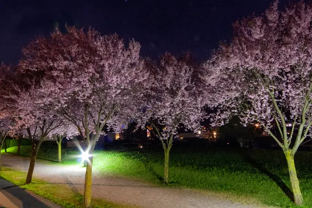 Siehe meinen 1. Eigenkommentar mit Links zu früheren Beiträgen. Derzeit blüht die Allee in Zams in voller Pracht! | Foto: © by Ing. Günter Kramarcsik