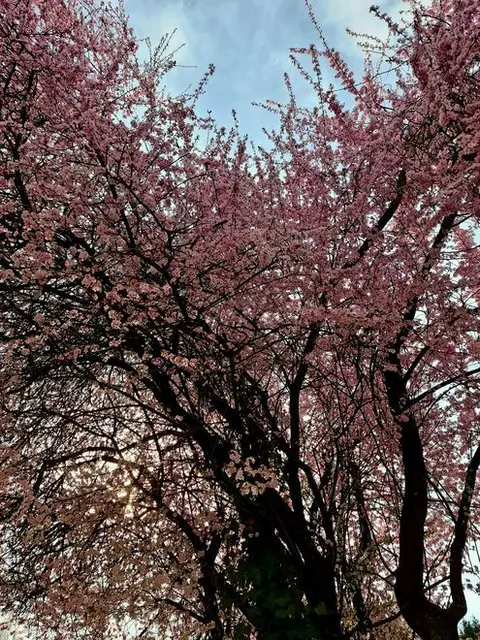 Zitat des heutigen Tages:
"Bläst im April der Nordwind, so dauert gutes Wetter an!"