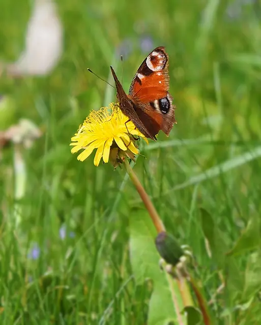 DerTagpfauenauge Schmetterling labt sich am Löwenzahn.