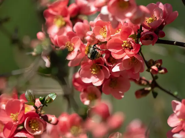 Frühlingsblüten