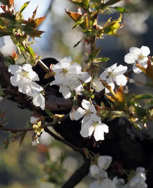 Nun sind auch bei uns die Kirschbäume in Frühlingsstimmung, Die strahlendweißen Blüten leuchten um die Wette.