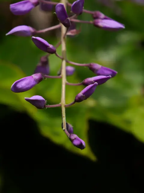 Erste Knospen vom Blauregen