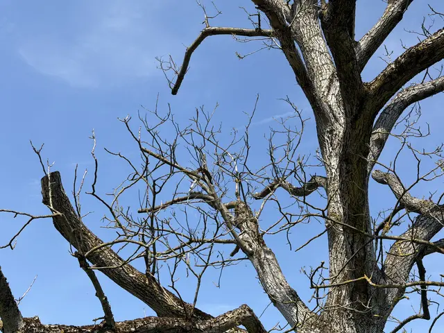 Im Jahr 2025 wurde der Nussbaum stark zurückgeschnitten.