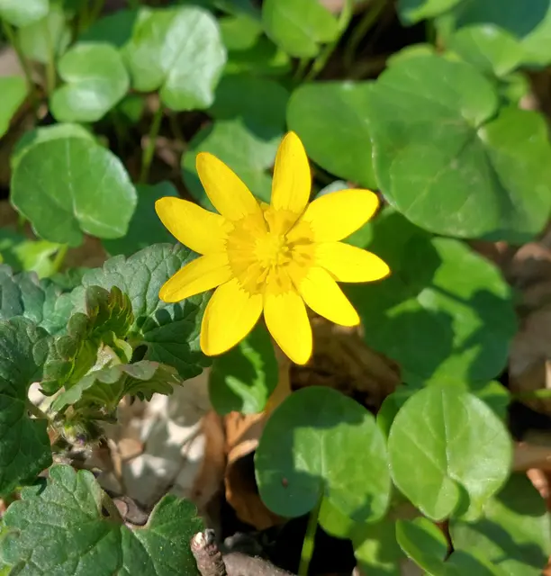 EINE Blume kann eine Blumenwiese hervorbringen.

EIN Wort kann eine Seele beflügeln.

EINE Hand kann jemanden aufrichten.
.........
Sei diese EINE heute!

Foto: Scharbockskraut - ein Frühlingsblüher



 | Foto: Monika Petanovitsch 