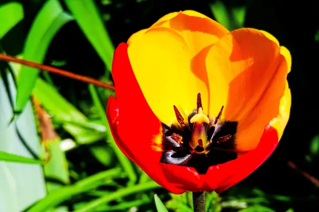 Wenn die Natur Halbe-Halbe macht, dann sieht das  zum Beispiel so aus (im Garten entdeckt)
