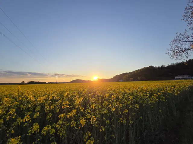 Ein richtiger Blickfang ist aktuell dieses Rapsfeld bei Eizenau in Saxen.