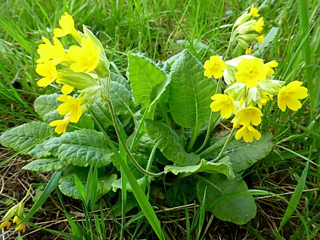 Die Legende erzählt, dass Petrus einst der Schlüsselbund entglitten und zur Erde gefallen sei. Durch Berührung mit der Erde sei die Schlüsselblume entstanden. Die Schlüssel zur Himmelspforte wurden von einem Engel zurückgeholt, die Blumen blieben aber zur Erinnerung stehen🌞 💖🌞