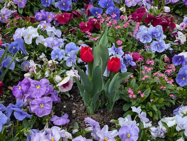 Mach Freude mit Blumen... | Foto: Bernd Haider