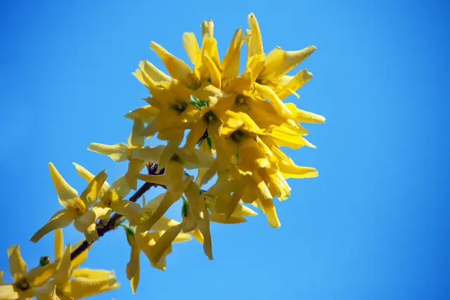 Die Forsythie ist eine ökologische Falle! Die leuchtend gelben Blüten täuschen Insekten vor, die im frühen Frühjahr dringend Nahrung suchen, dort aber leer ausgehen! | Foto: © by Ing. Günter Kramarcsik