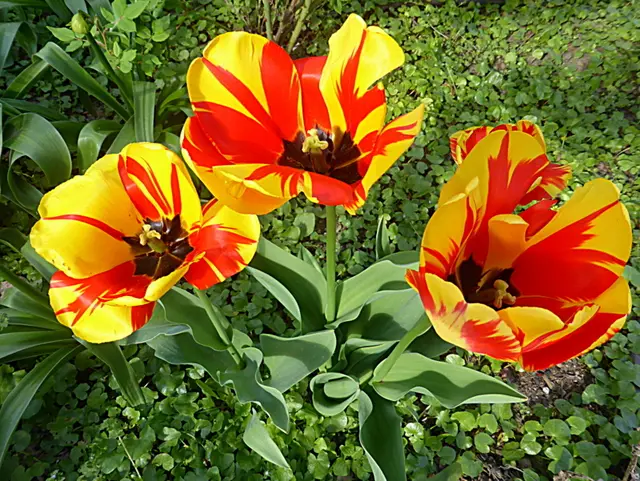 Die bekannteste Bedeutung von Tulpen ist die vollkommene und tiefe Liebe. Da die Tulpe eine klassische Blume ist, die seit Jahrhunderten von vielen geliebt wird, wurde sie mit der Bedeutung der Liebe verbunden🌹💖 🌹