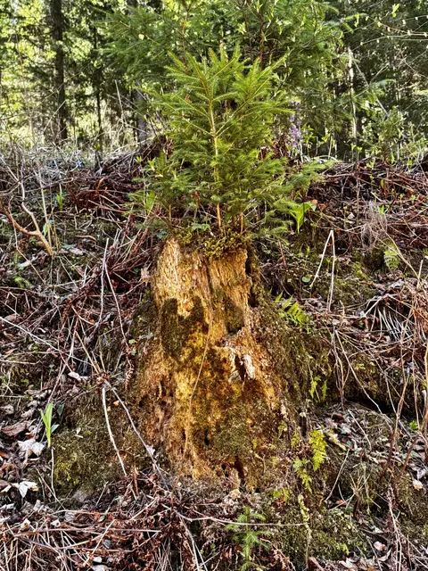„BAUM OMI“ MIT IHREN 4 ENKERLN