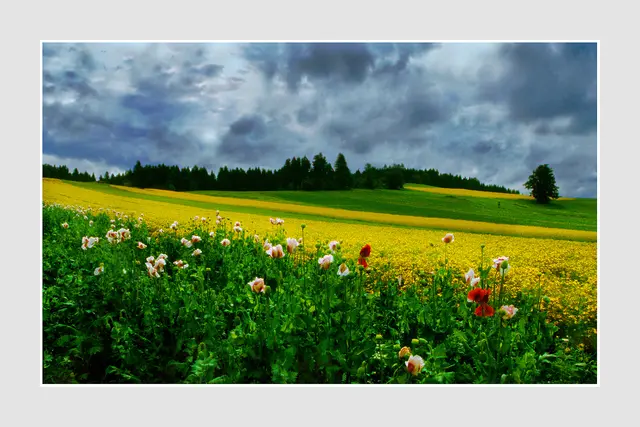 Nahe Bad Traunstein gesehen, Raps- und Mohnfelder | Foto: © by Ing. Günter Kramarcsik