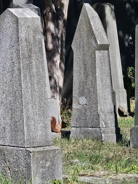Ein Eichhörnchen sitzt an einem sonnigen Tag auf einem Grabstein am alten jüdischen Friedhof am Zentralfriedhof.