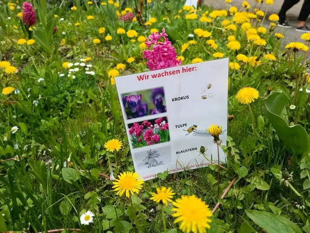 Derlei Taferl in öffentlichen Beeten, Wiesenlandschaften und wo es halt passt fänd ich super. Auch wenn wir die meisten Blumen und Pflanzen kennen, die Kinder kennen sie vielleicht noch nicht. Plus es erzeugt Aufmerksamkeit für die Natur. Denn wo ein Taferl steht schaut man meistens genauer hin.