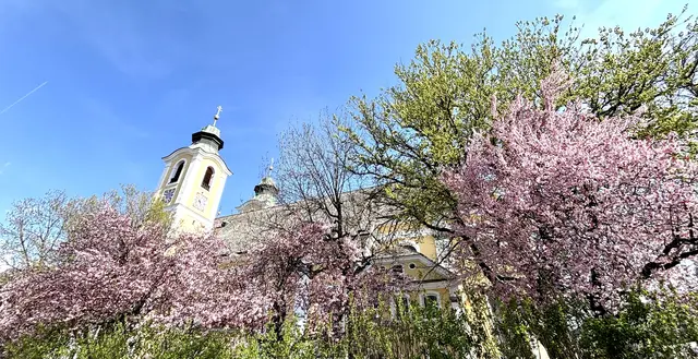 Die Frühlingsblüte in St. Johann war wieder stimmungsvoll | Foto: Klaus Kogler