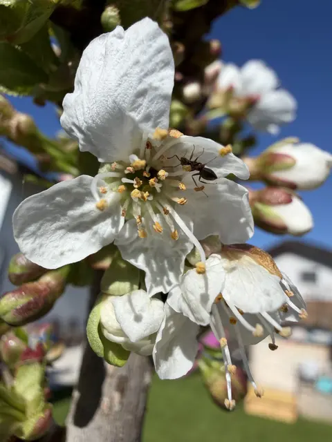 Eine Ameise hat sich auf einer Kirschblüte verirrt und hält Ausschau nach Futter. | Foto: Johanna Bamberger