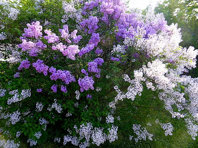 Duftende Schönheit🌺 💖🌺