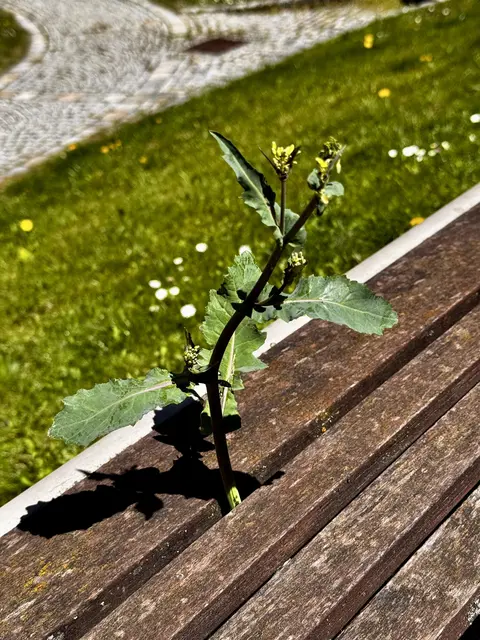 AUFI MUAß I, I BRAUCH A SUN!
DO IS MA KOA SCHLITZ Z‘EANG!
