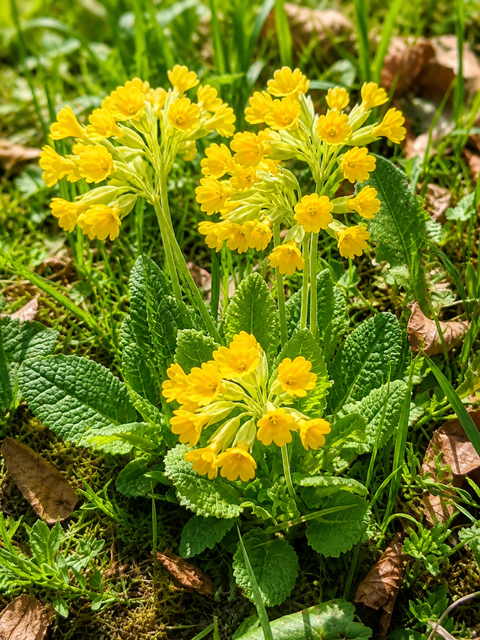 Echte Schlüsselblume | Foto: Felix© Apotheke Molln_KI