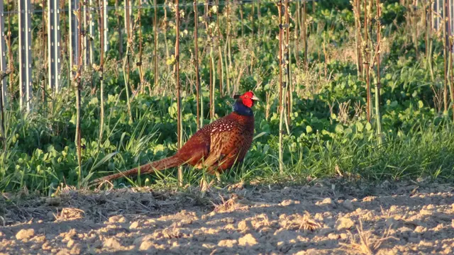 Stolzer Fasan in der Abendsonne 