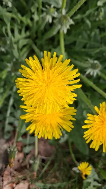 Drei Löwenzahnblüten vor grünem Gras, weiteren Blüten und Knospen
