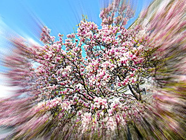 Es gibt verschiedene Möglichkeiten, mit Magnolien zu „spielen“🌺