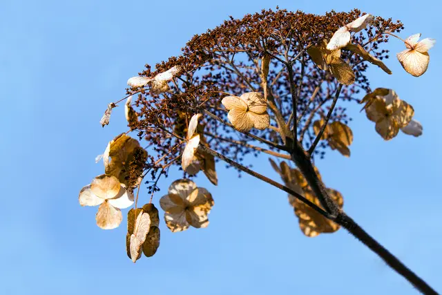Habe einen verblühten Rest aus dem Vorjahr gefunden. Wer kann mir sagen um welchen Strauch es sich hier handelt? | Foto: © by Ing. Günter Kramarcsik