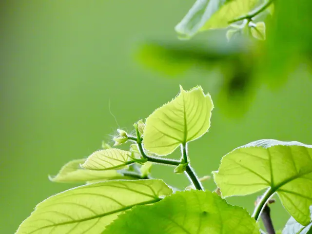 Linden gelten als Baum der Liebe und des Friedens. Ihre herzförmigen Blätter, der intensive Duft der Blüten im Frühsommer, auch das Holz ist leicht zu schnitzen. 
Die Heiligenfiguren werden aus Lindenholz geschnitzt.